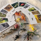 Animals matching game - insects