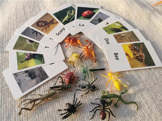 Animals matching game - insects